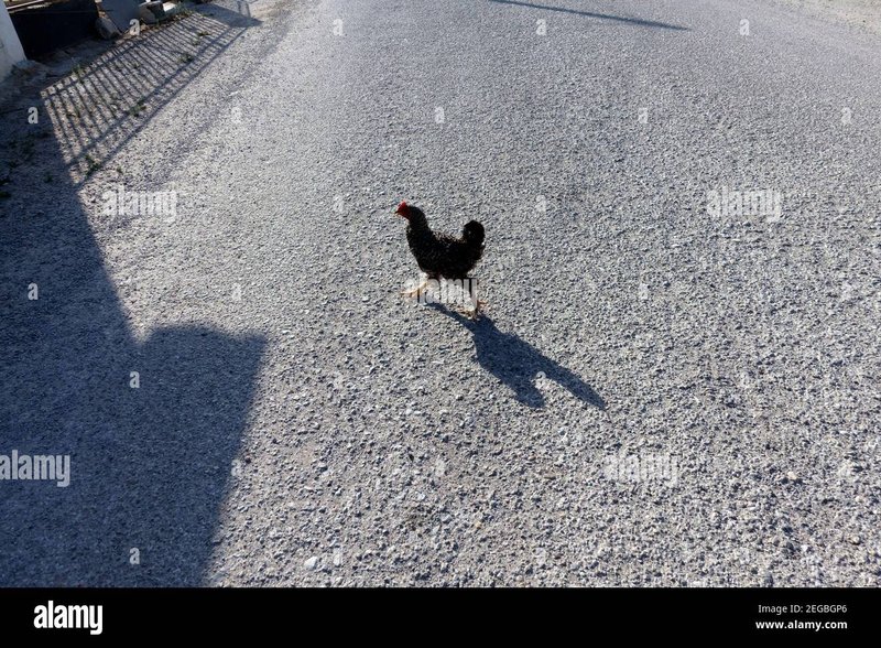 Chicken road game, chicken road